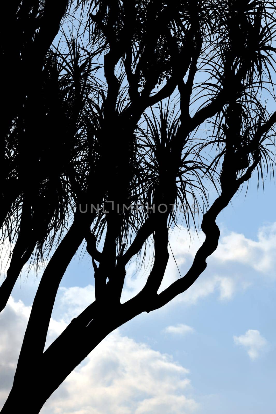 Old Nolina recurvata Hemsl. - silhouette