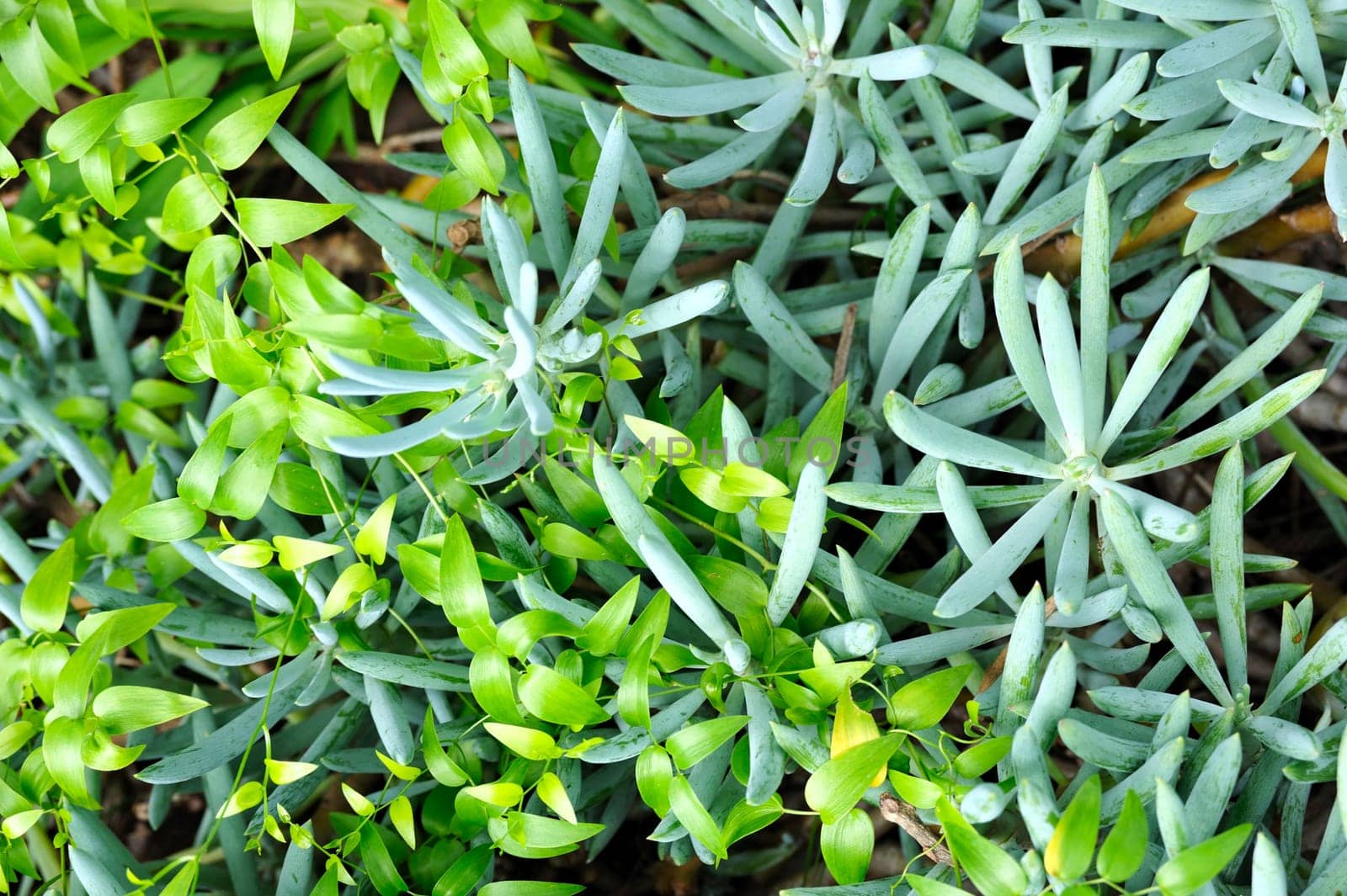 Close up of succulent (Sedum) and creeper background