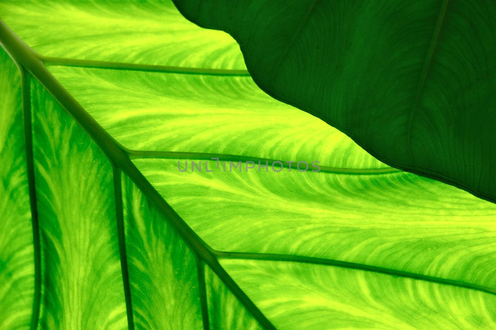 Close up of Colocasia esculenta - Taro