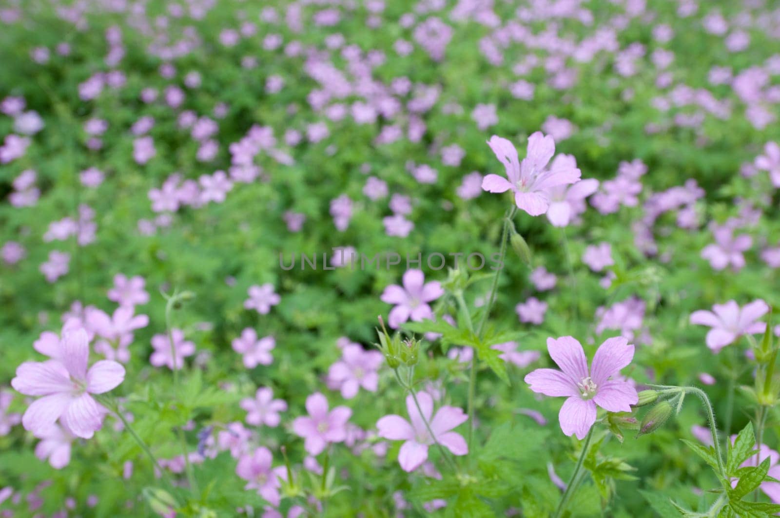 Purple blossoms of a flower meadow