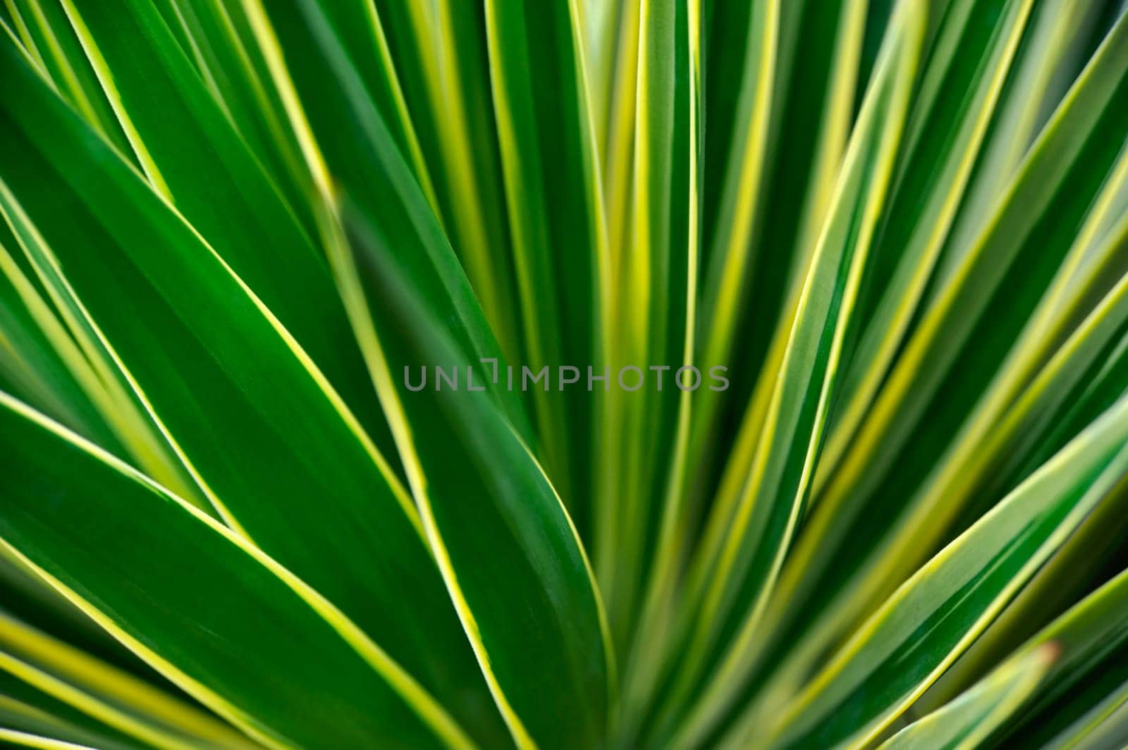 Close up of Yucca - abstract background