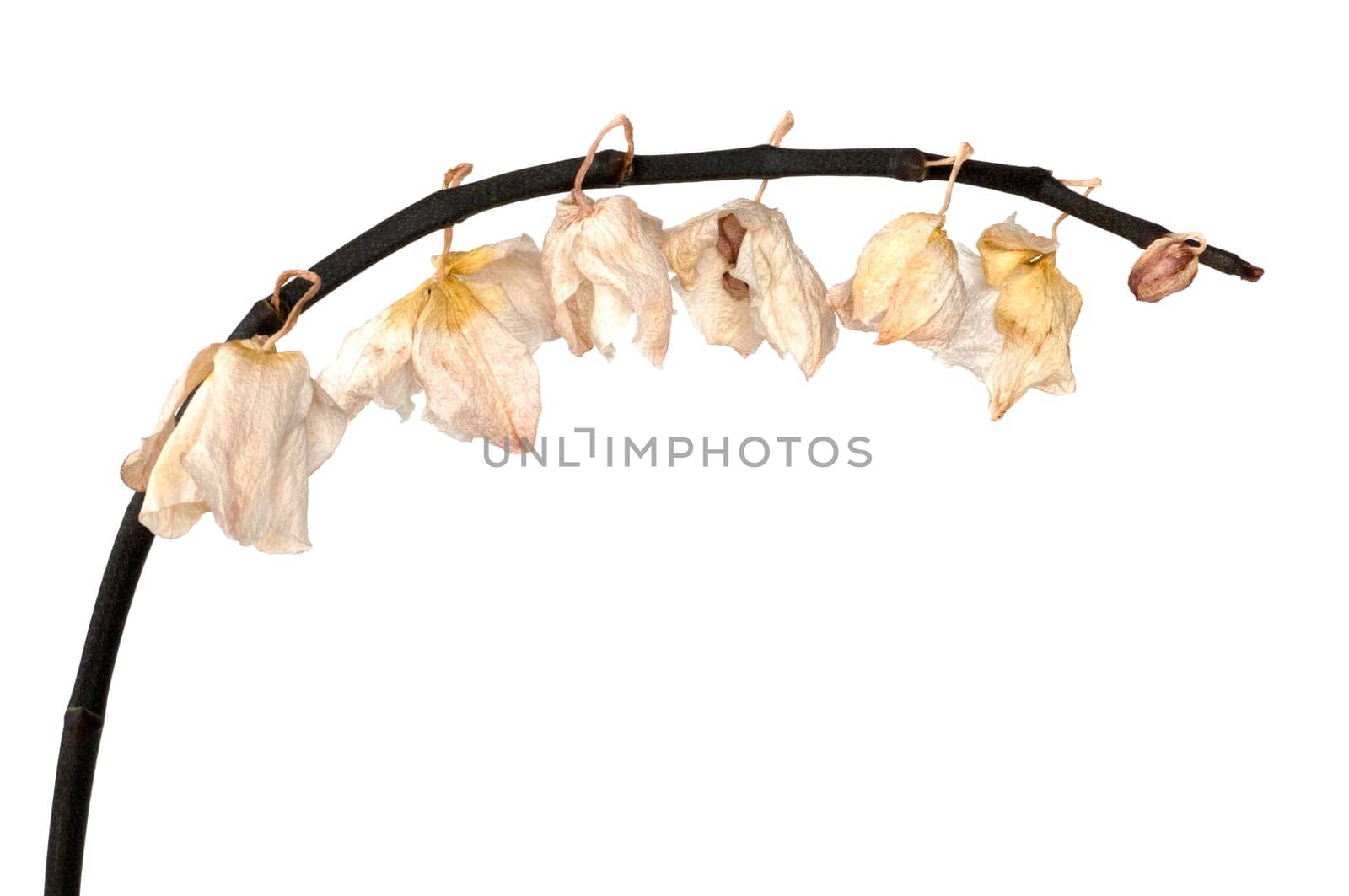 Withered Orchid