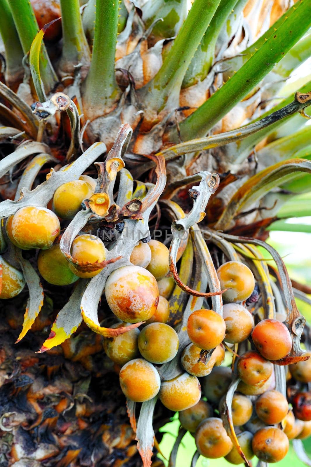 Close up of palm tree fruit - Cycas circinalis
