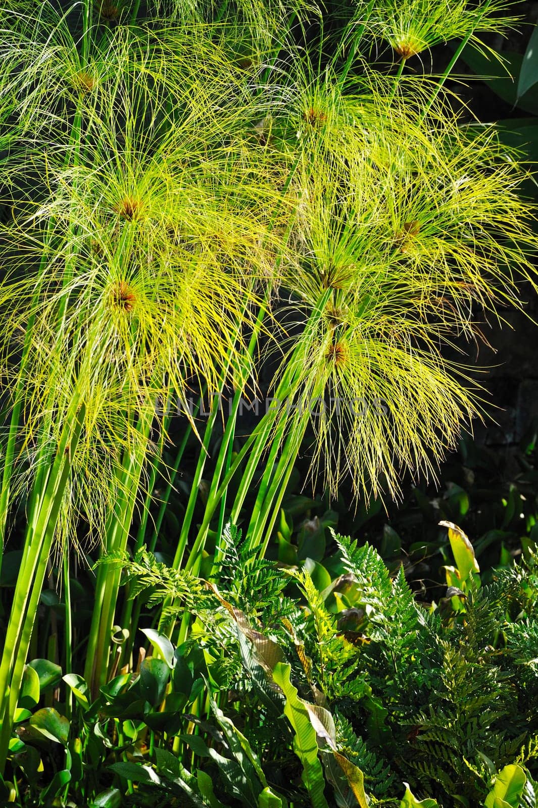 Cyperus papyrus - detail