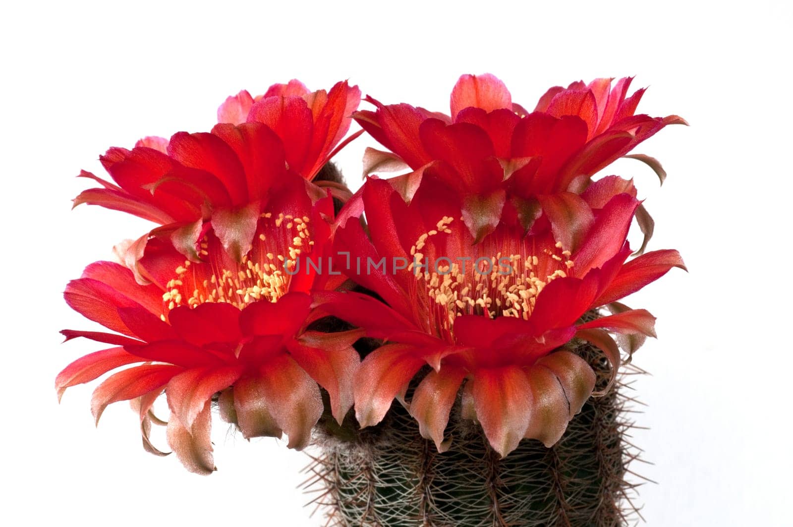 Red-flowered cactus (Echinopsis)