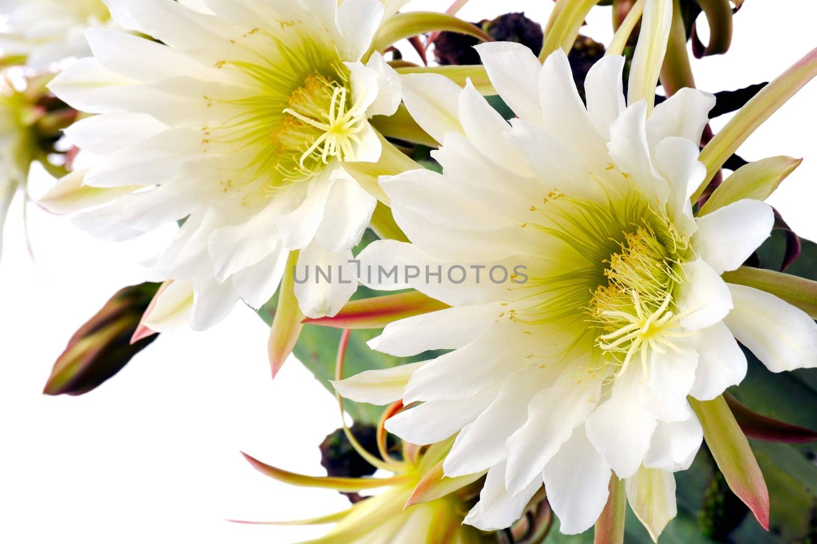 Close up of cactus flowers Trichocereus scopulicolus