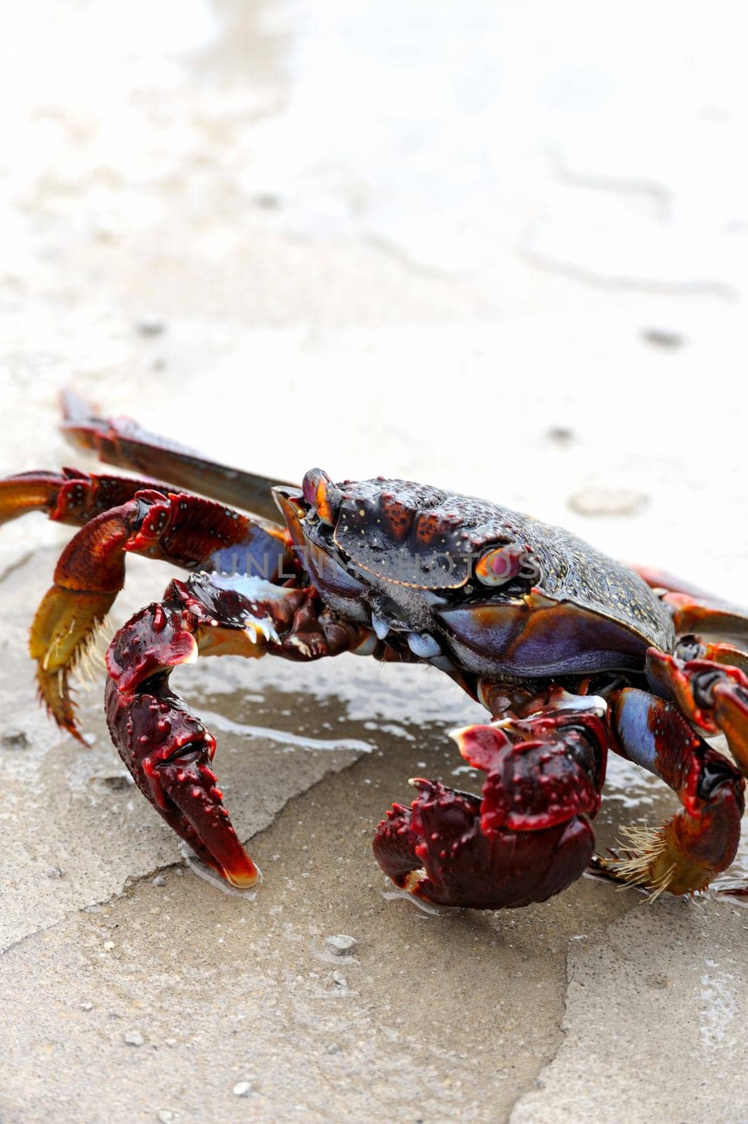Close up of live crab