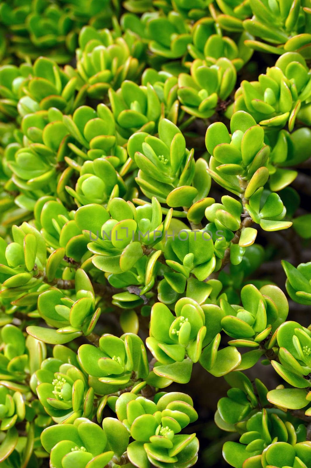 Close up of Kalanchoe - succulent