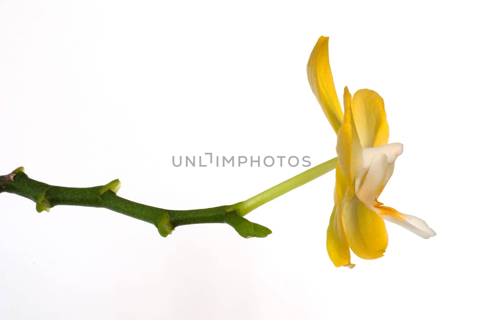 Yellow Bushing Orchid (Phalaenopsis)