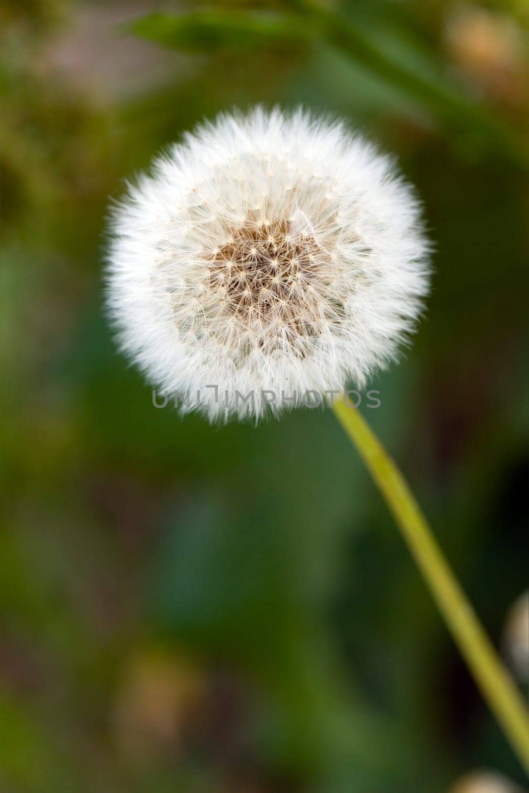 Dandelion