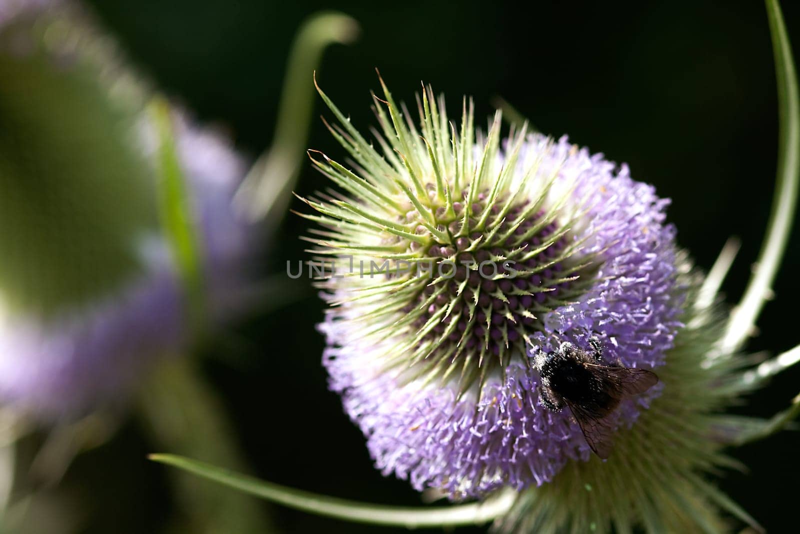 Teasels