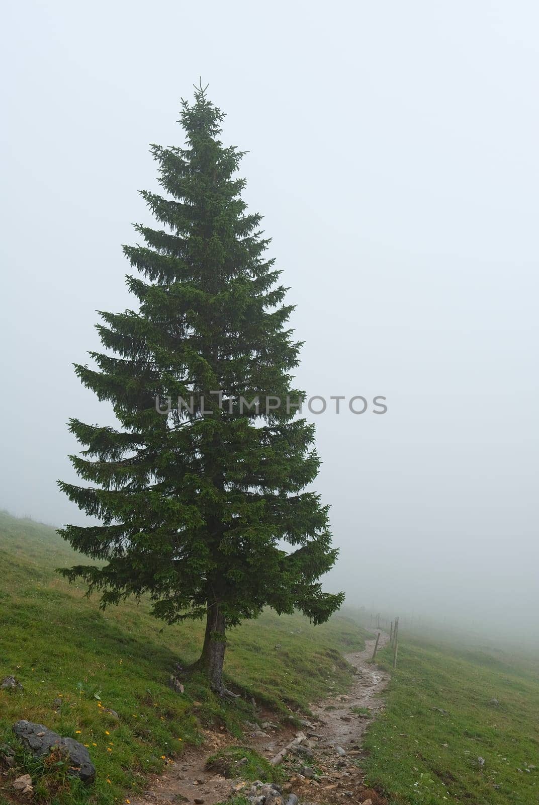 A spruce Picea Abies in Bavaria