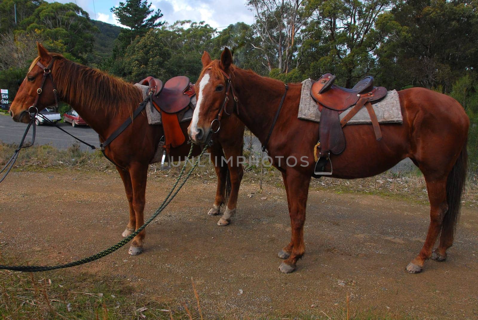 quarterhorse with fenderstocksaddle