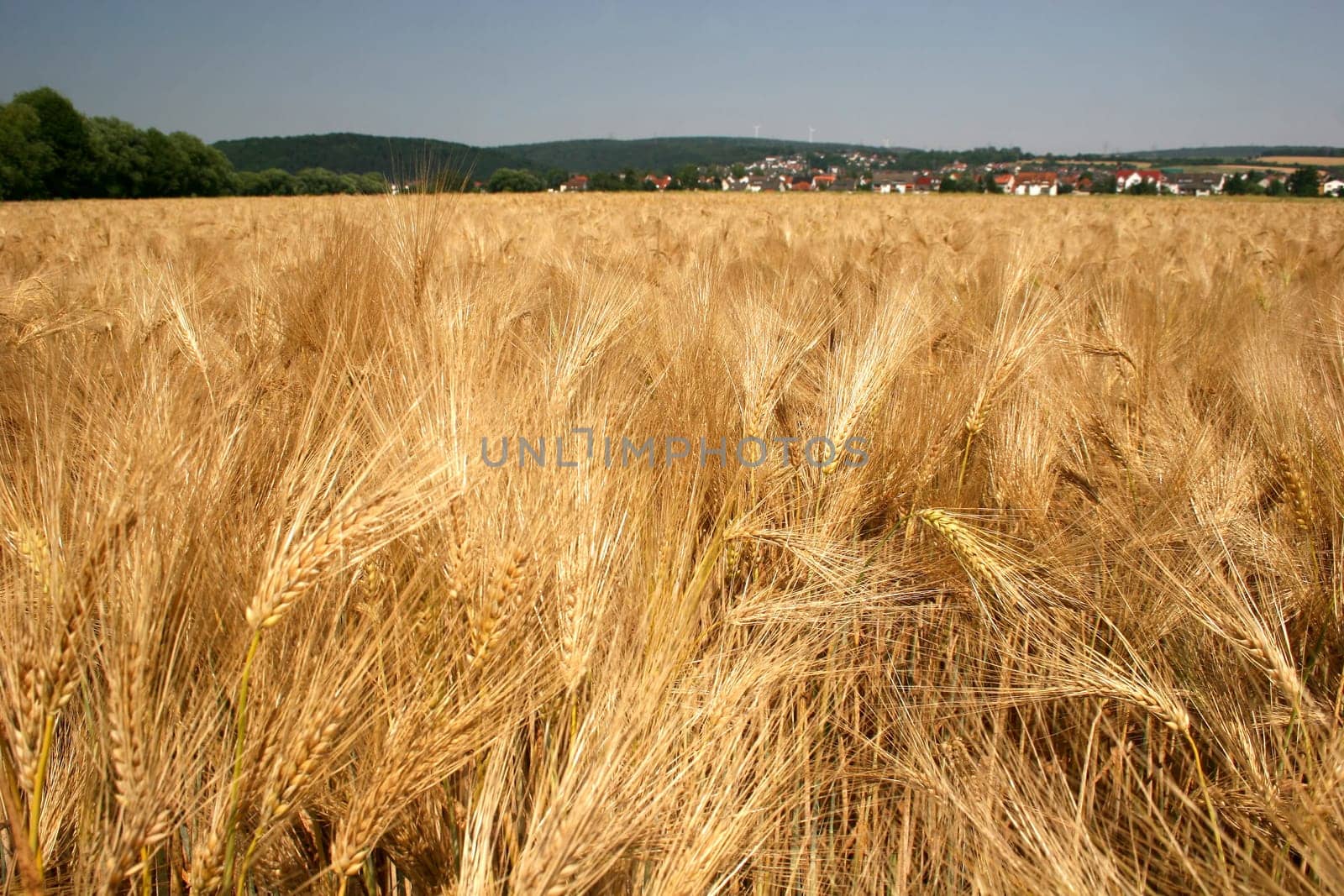Ripe barley field