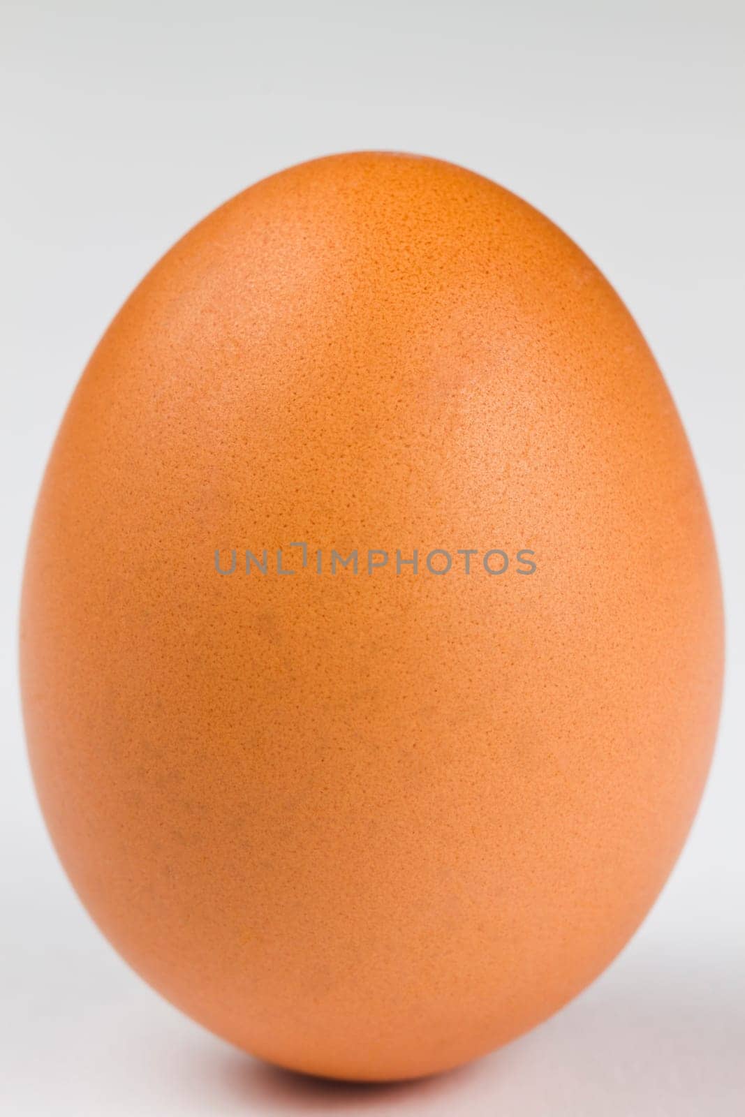 Brown Egg Standing