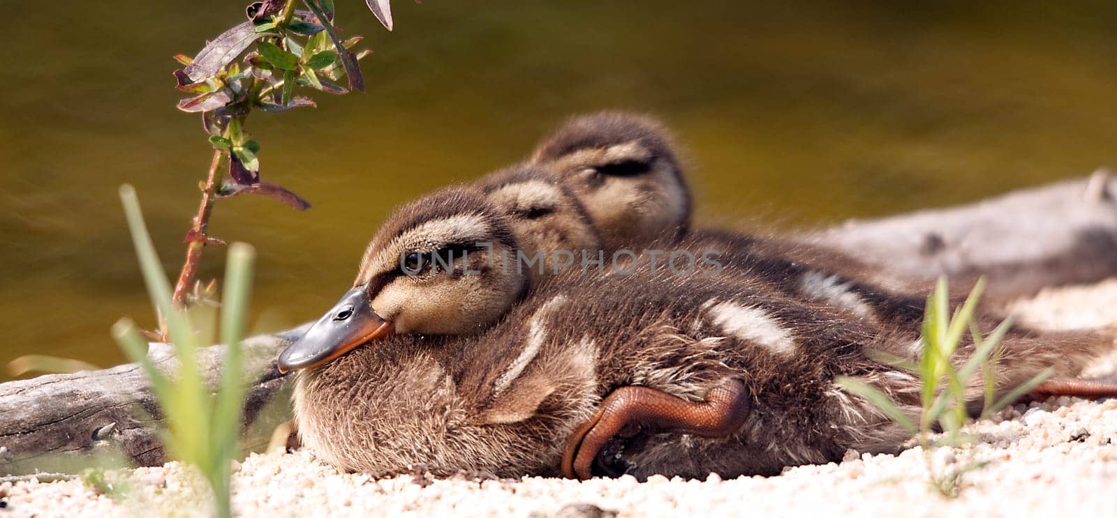 Sunbath