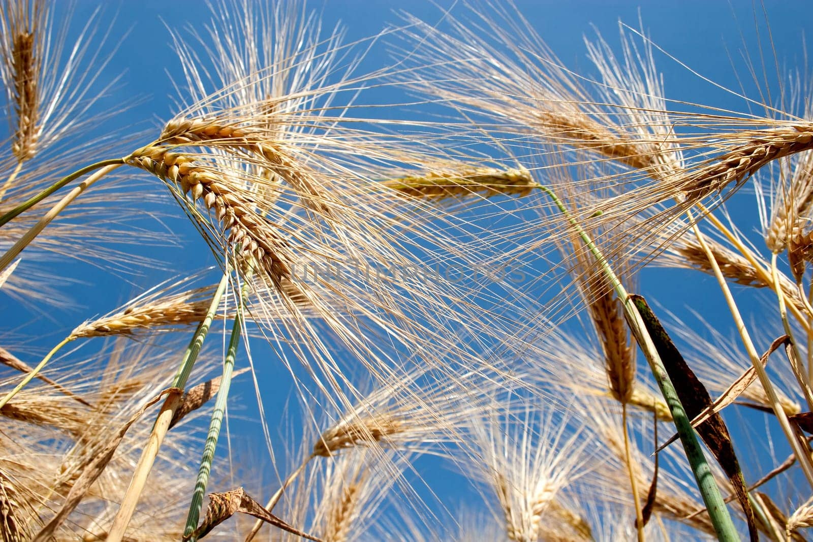 Ripe ears of barley