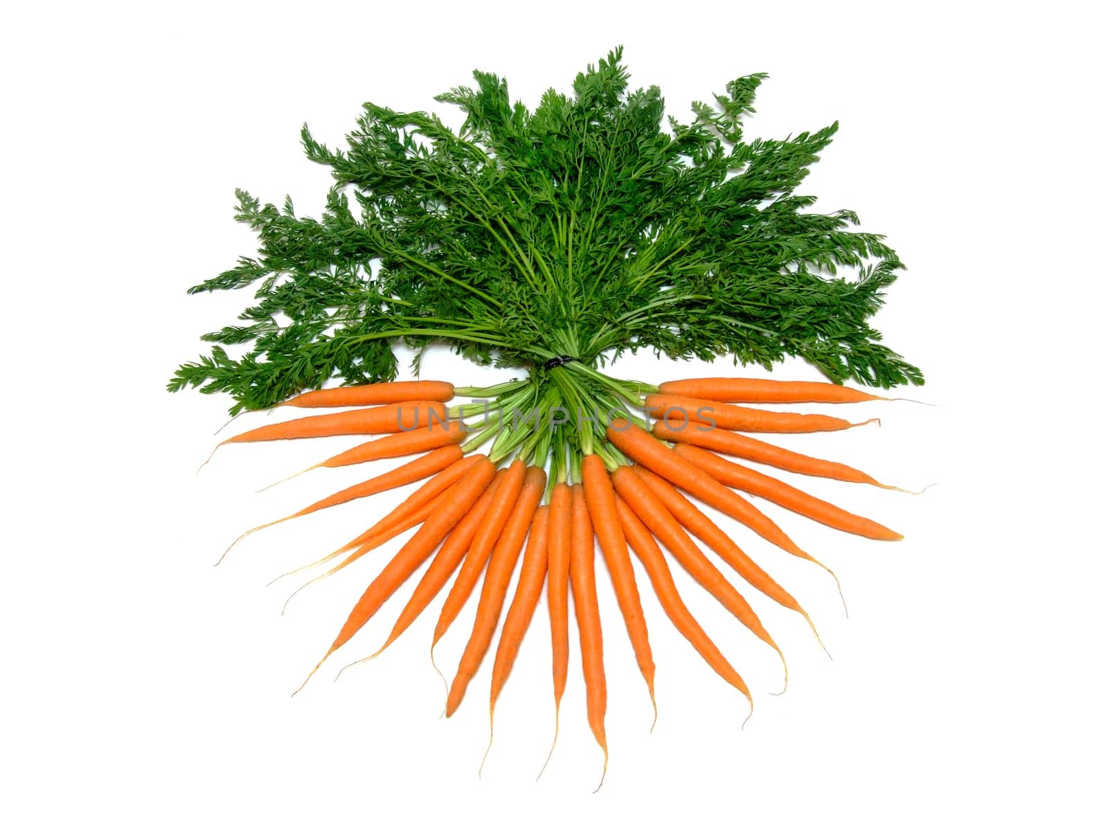 Carrots (Daucus carota ssp. sativus)