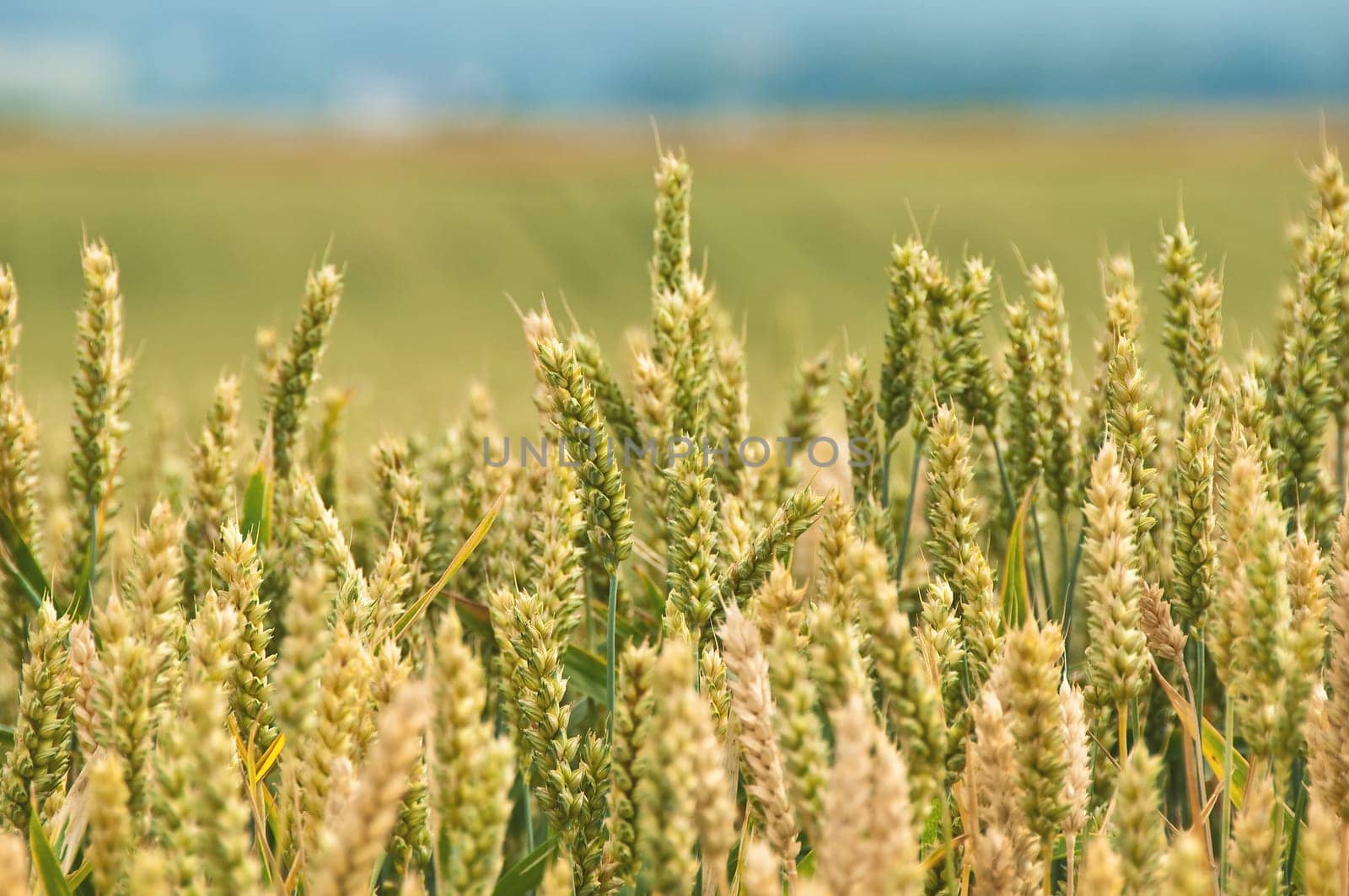 Wheat,Triticum aestivum