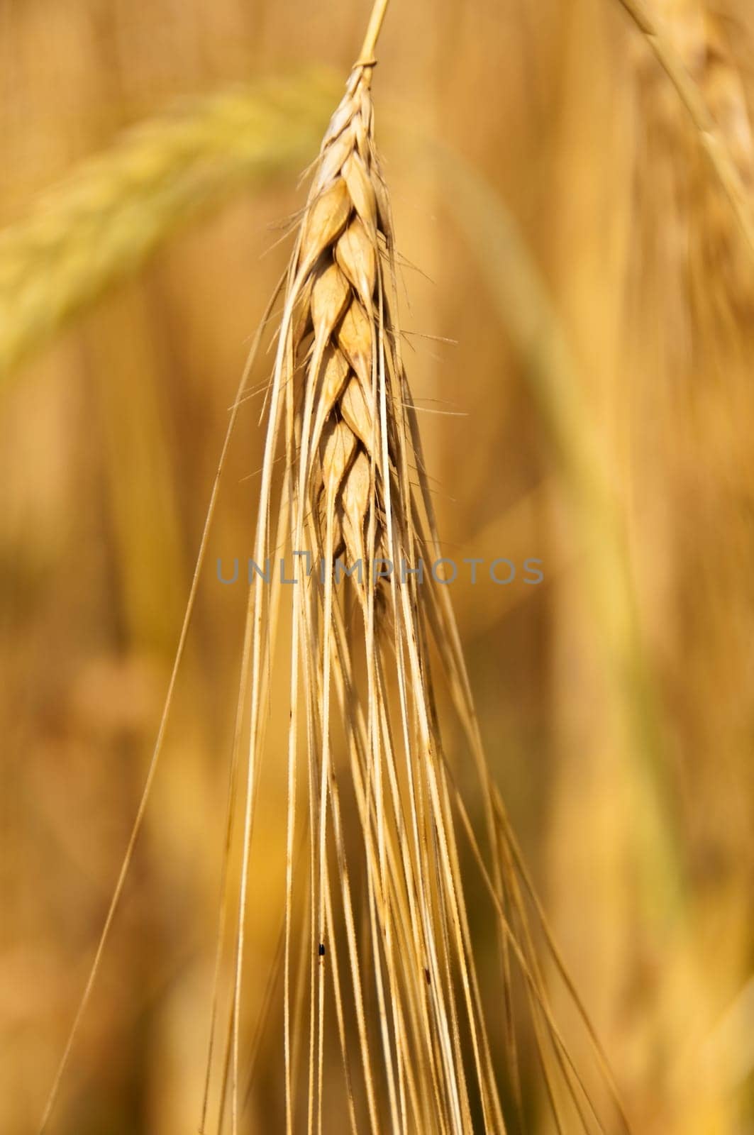 Barley,Hordeum vulgare