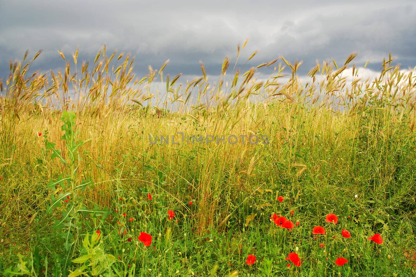 Wheat field with poppies