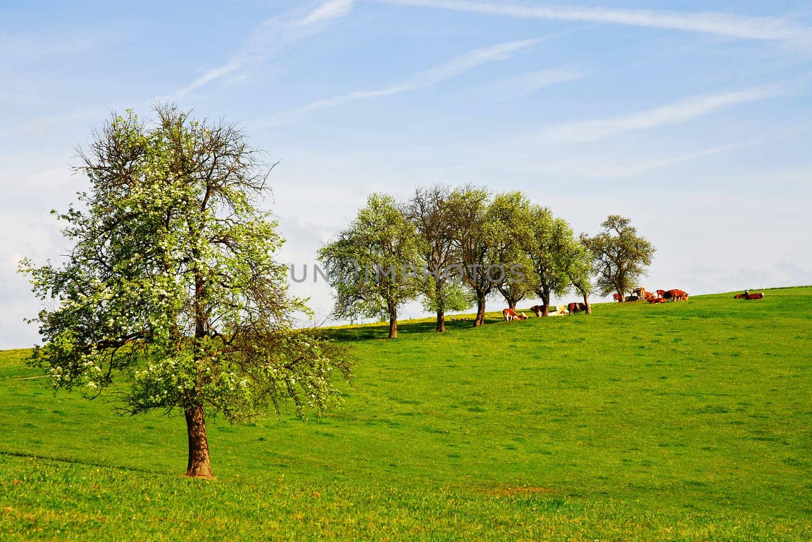 Cows in the pasture