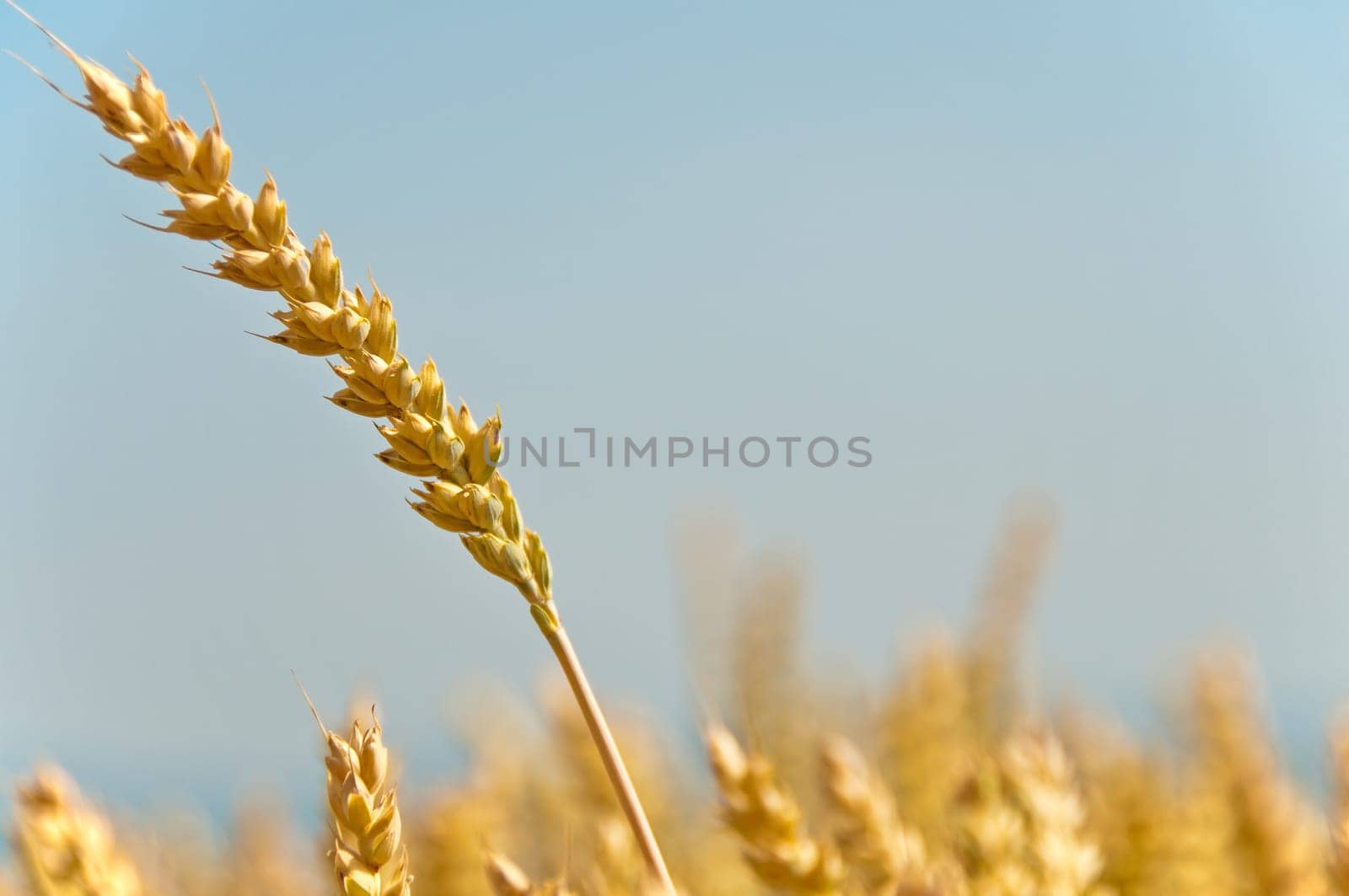 Wheat,Triticum aestivum