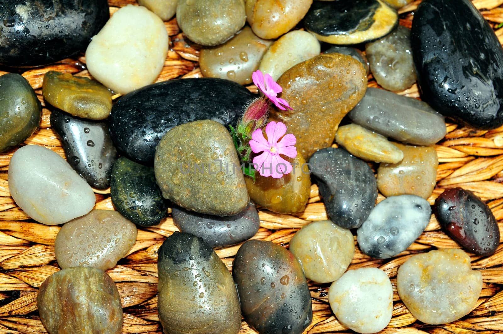 Steine Wellness