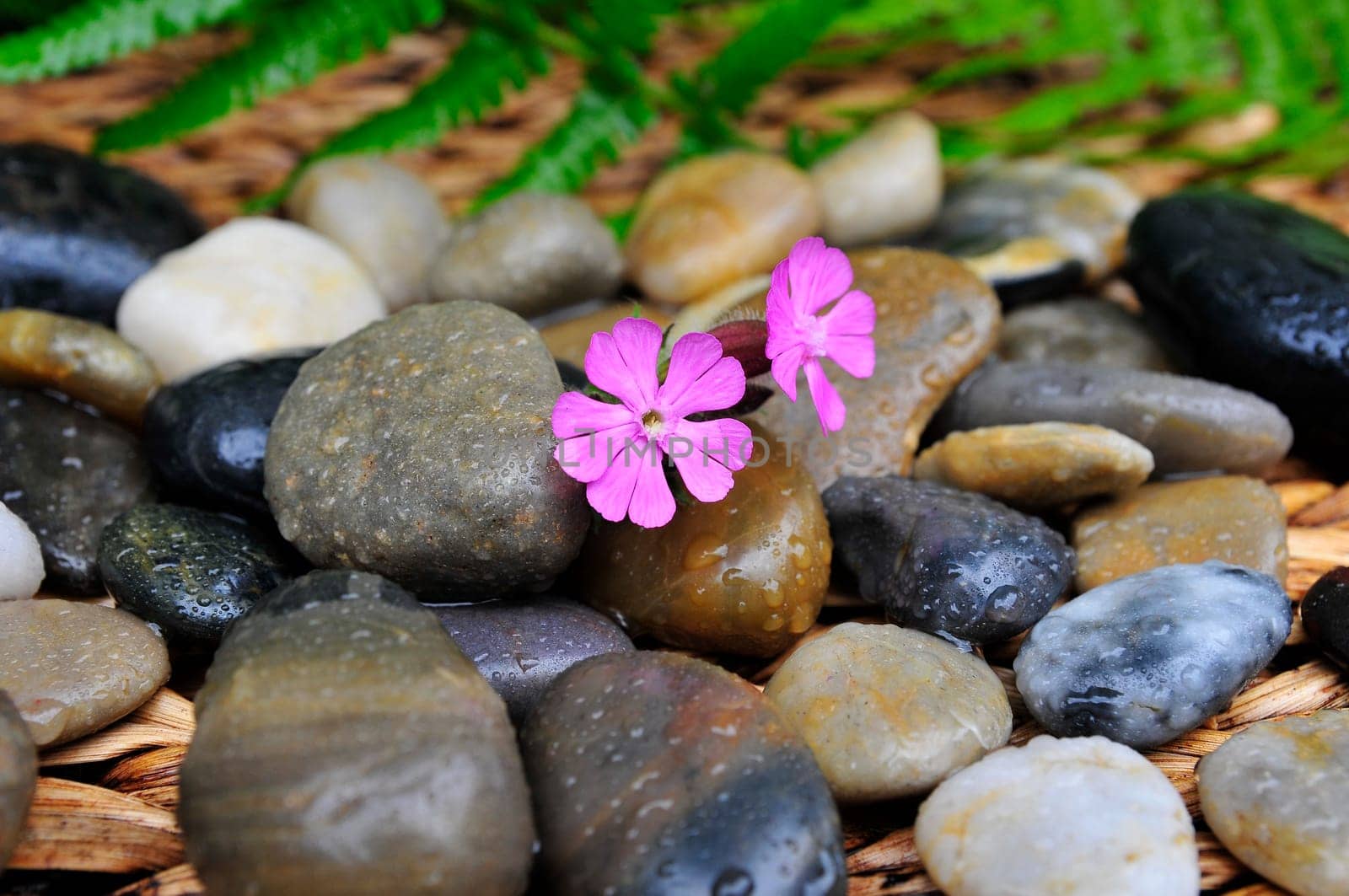 Stones Wellness Blossom