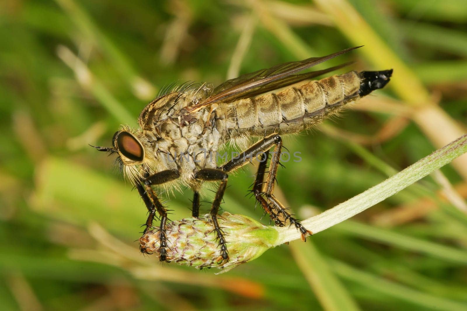 I'm not sure if it's really Philonicus albipes