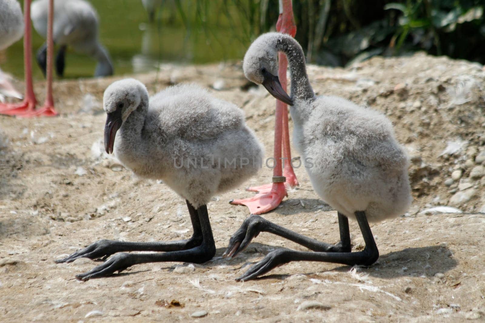 Flamingos Babies