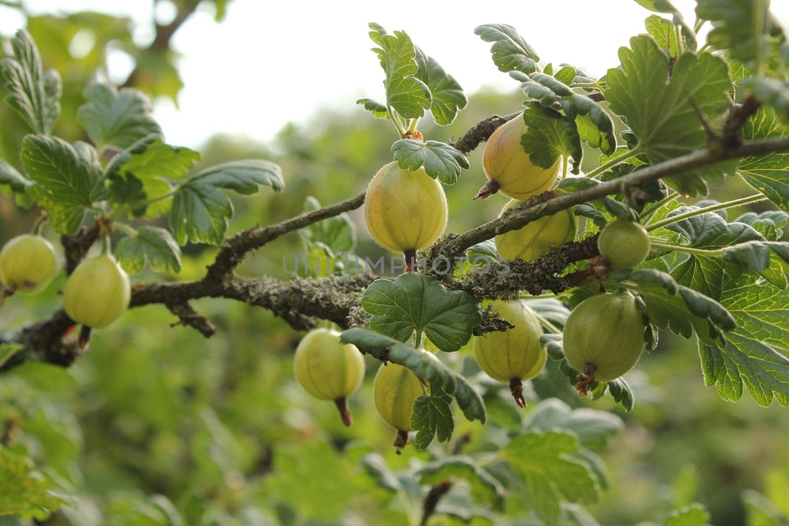 Gooseberries