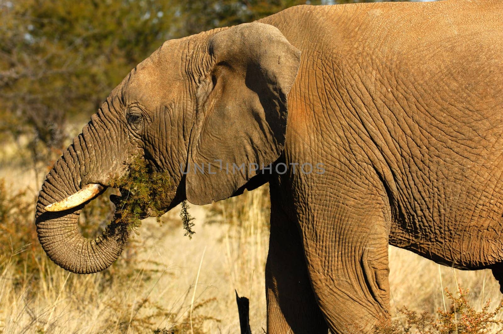 African elephant