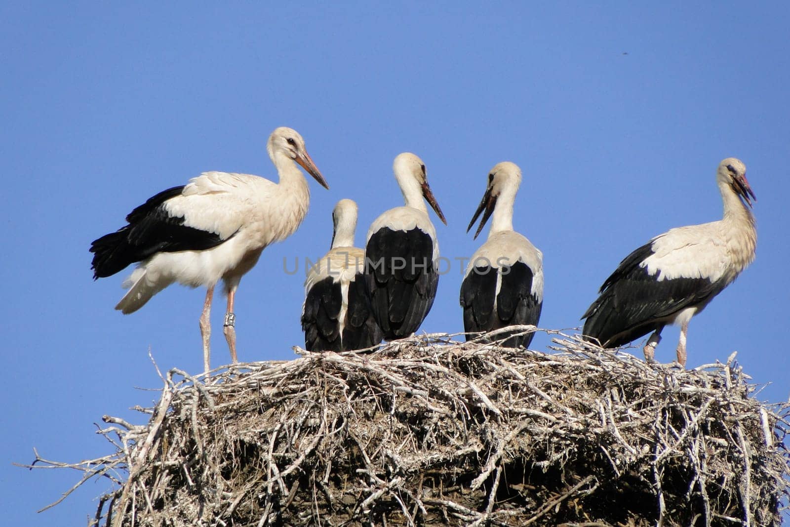 Quintuplets waiting for food