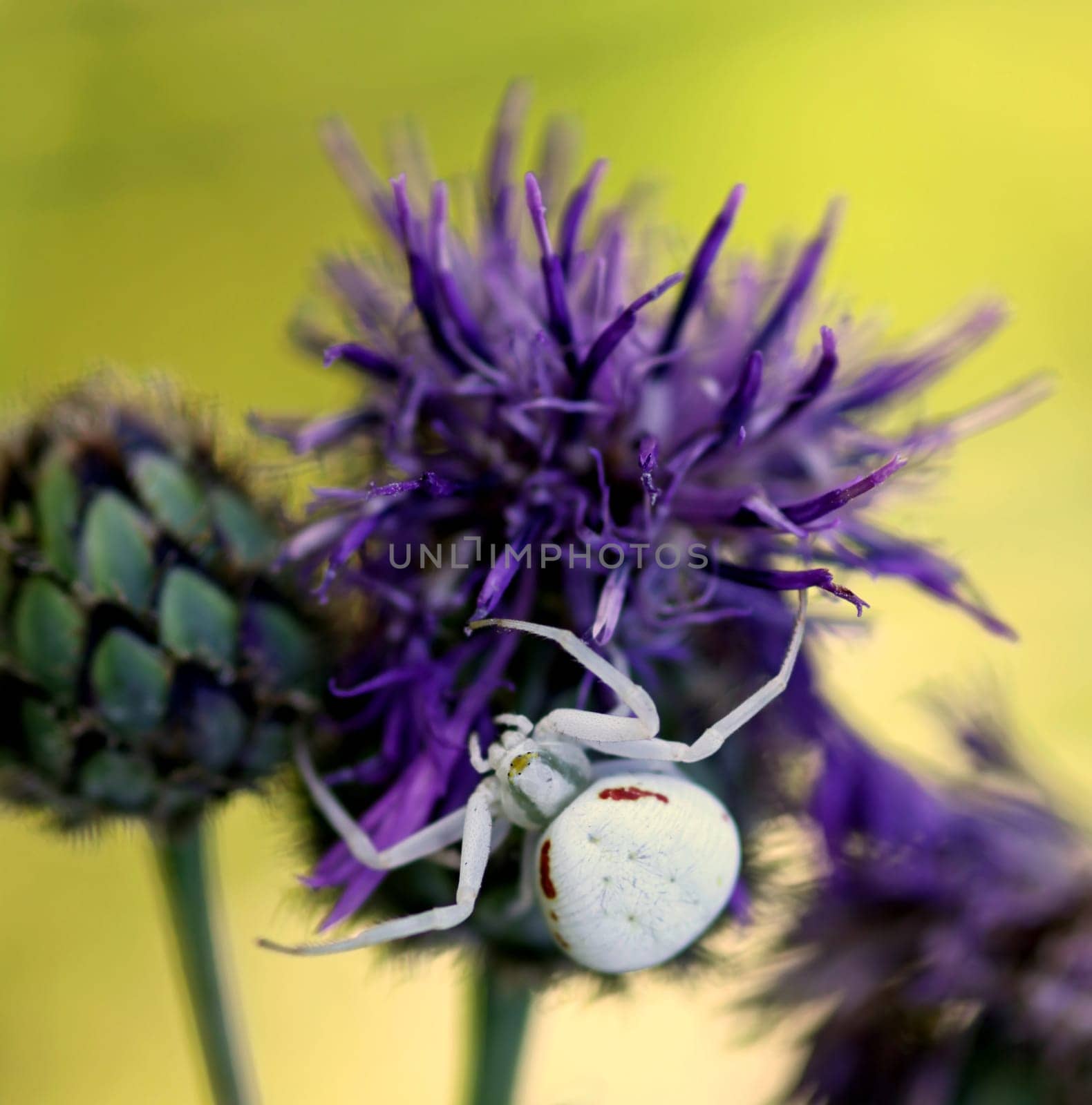 Variable crab spider (Misumena vatia) on meadow flake flower (Centaurea jacea)
