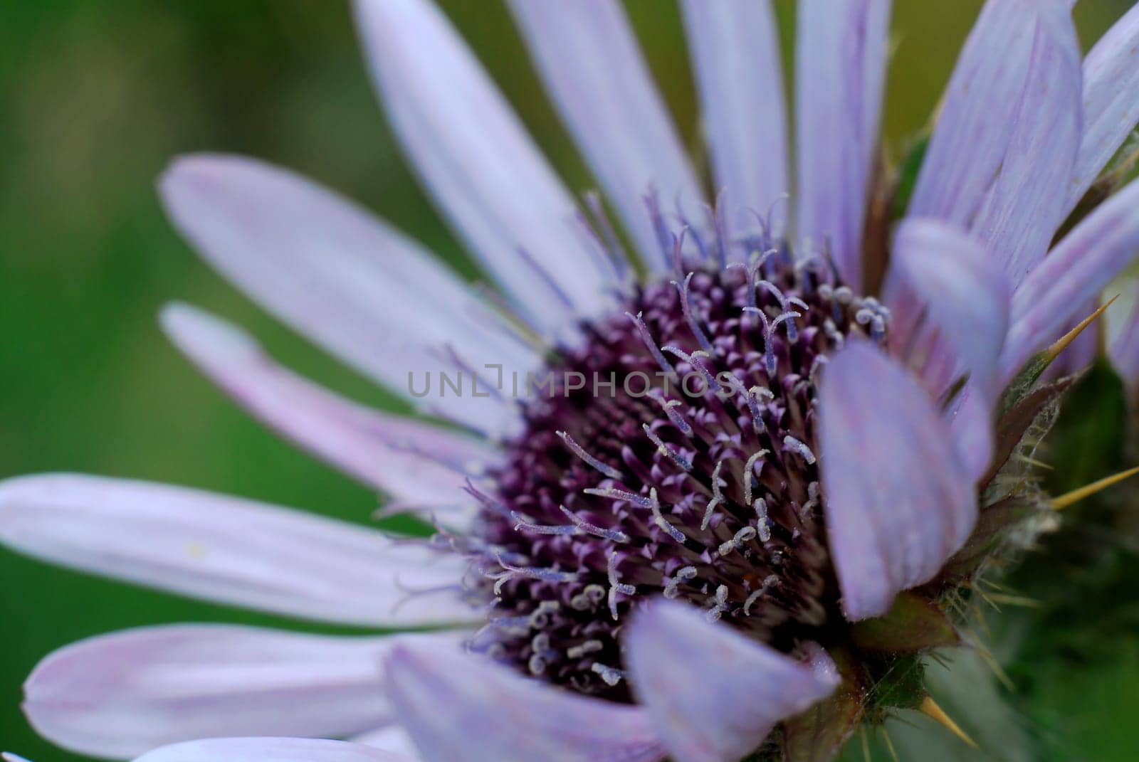 Prickly beauty