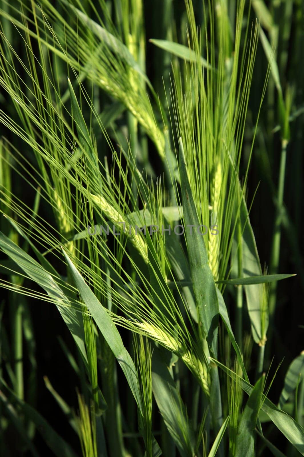 Barley