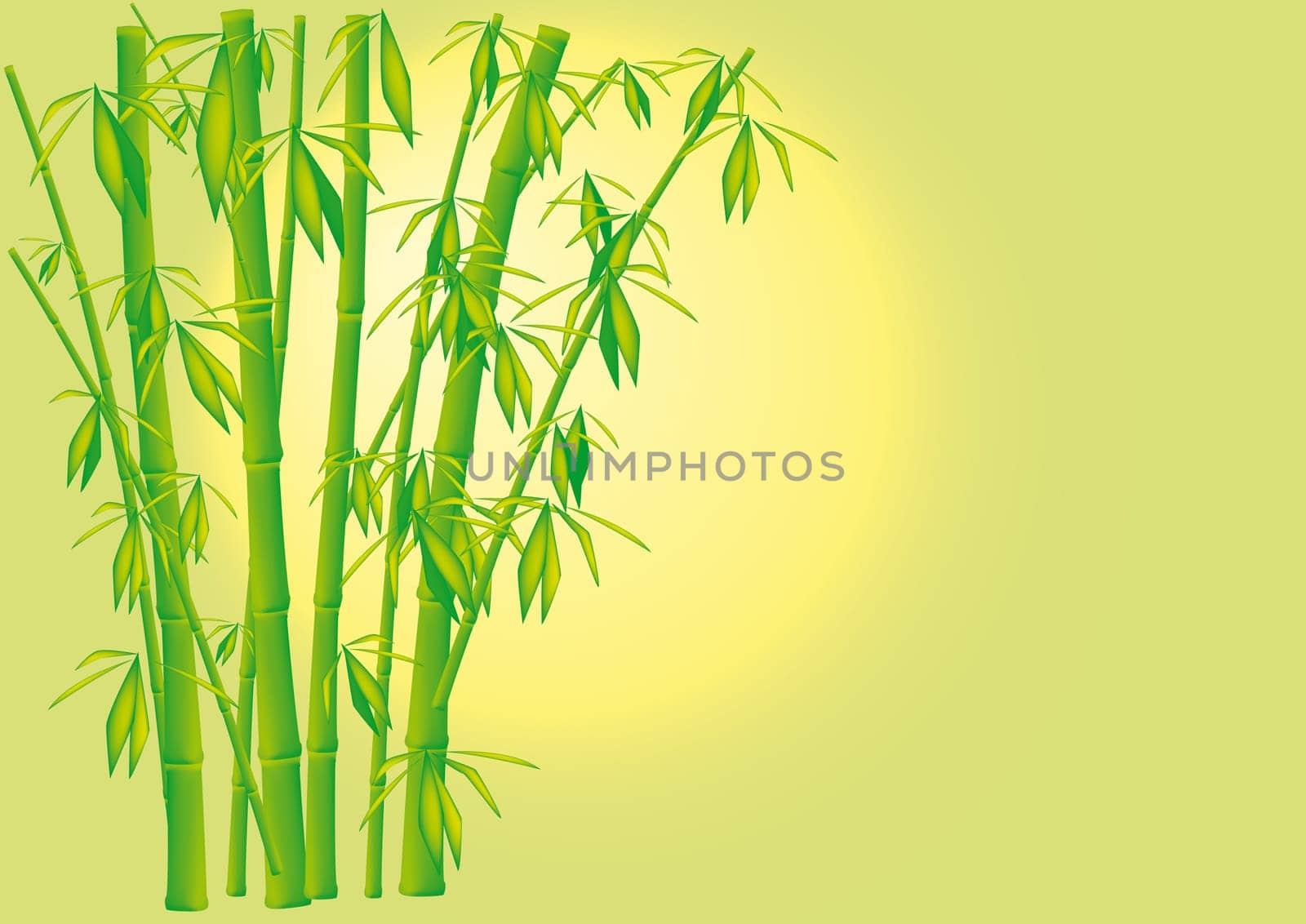 Bamboo