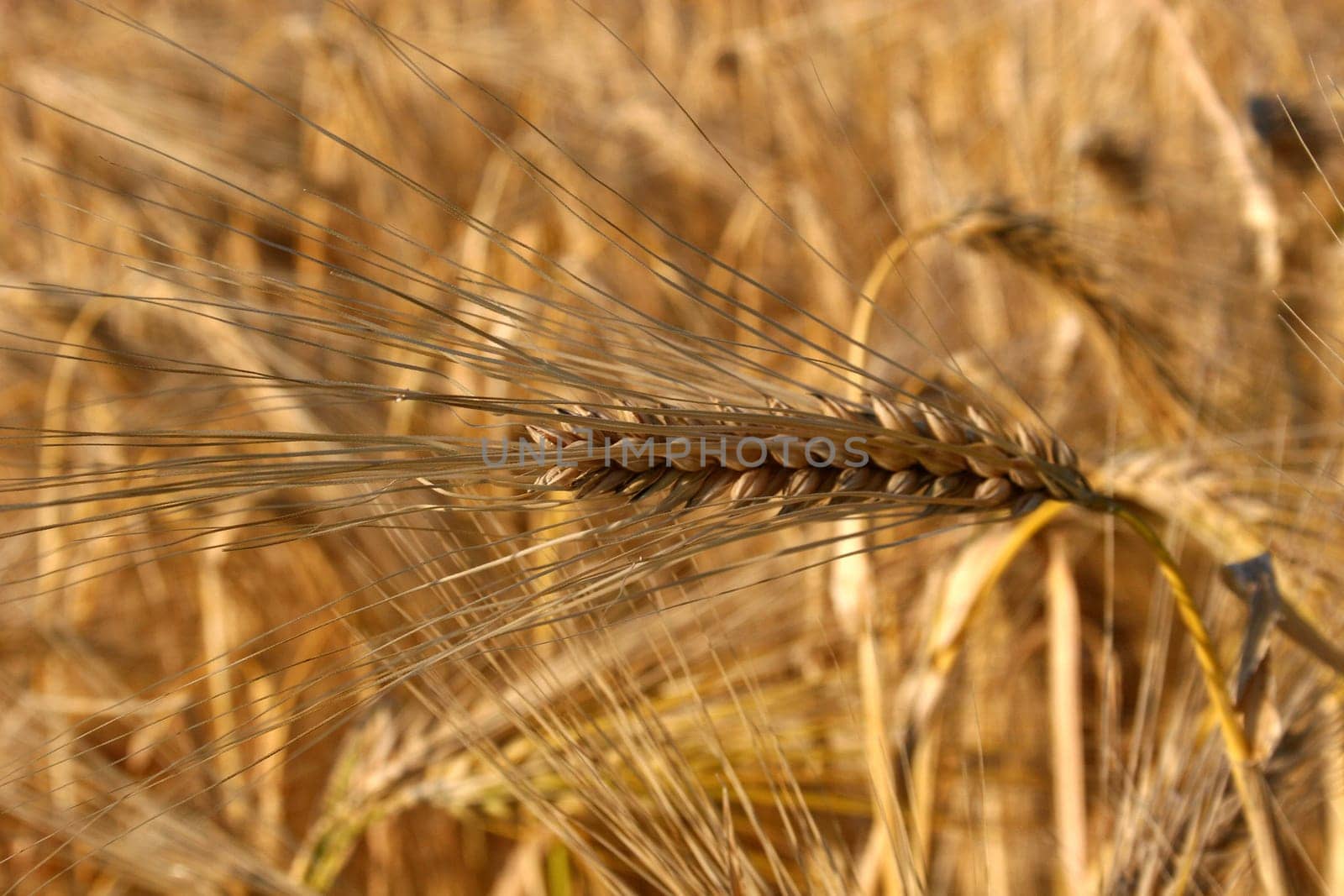 Ripe ear of barley