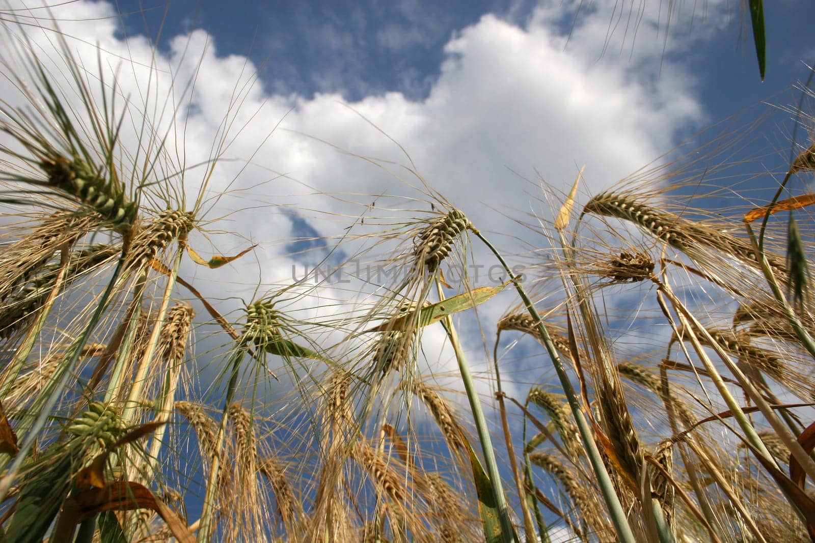 Barley Field