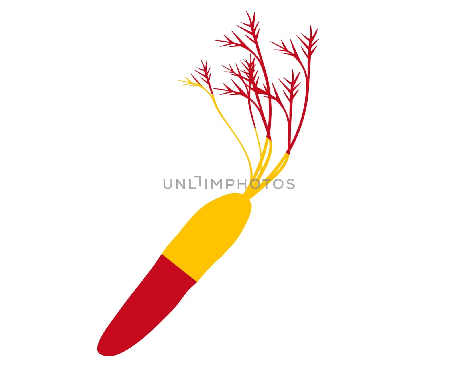 Spanish Carrot