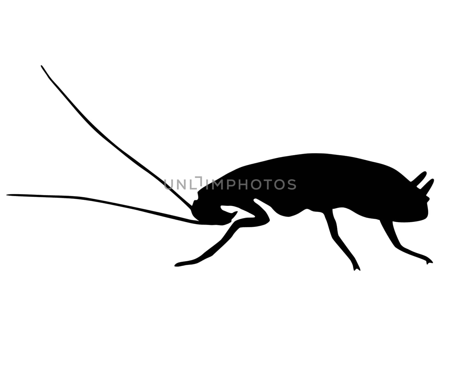 Cockroach