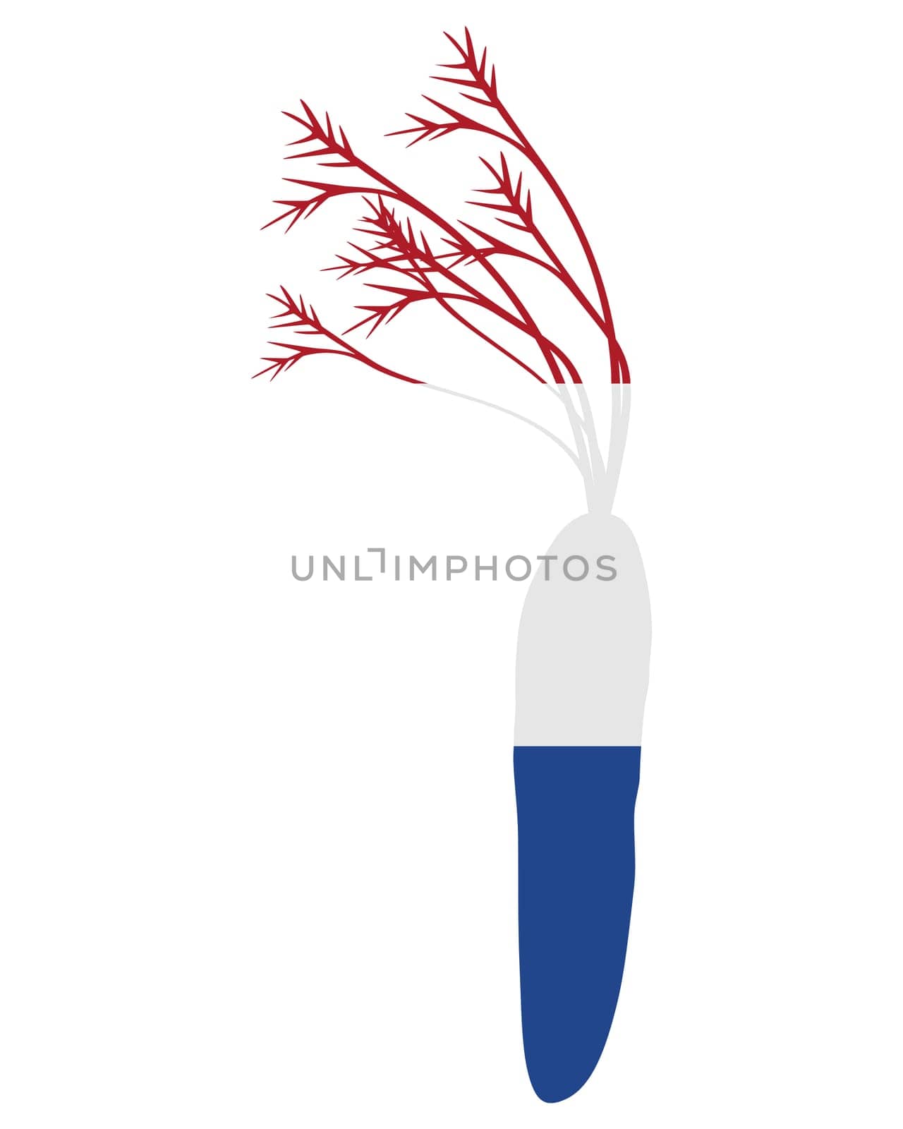 Dutch carrot
