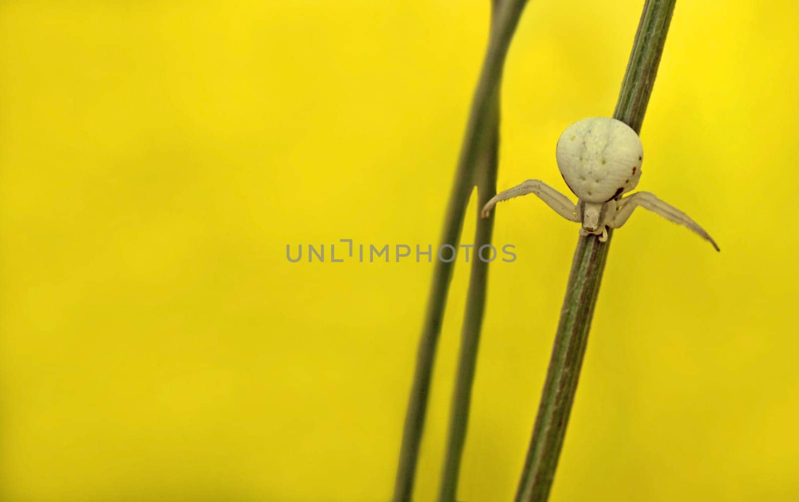 Goldenrod crab spider