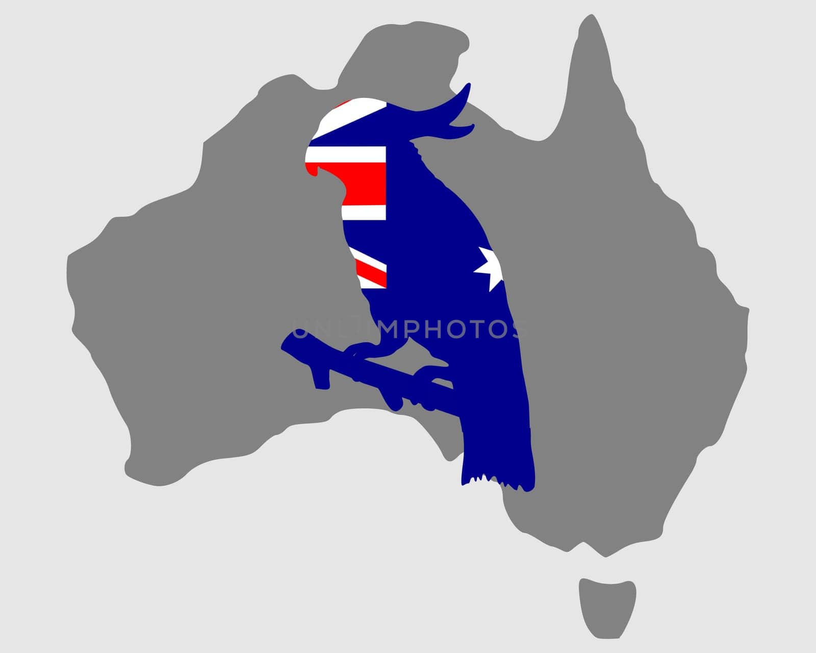Australian Cockatoo