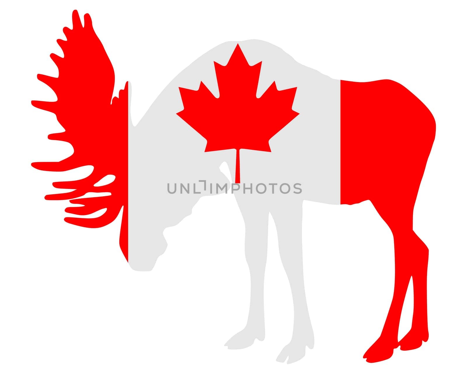 Moose in Canada Flag