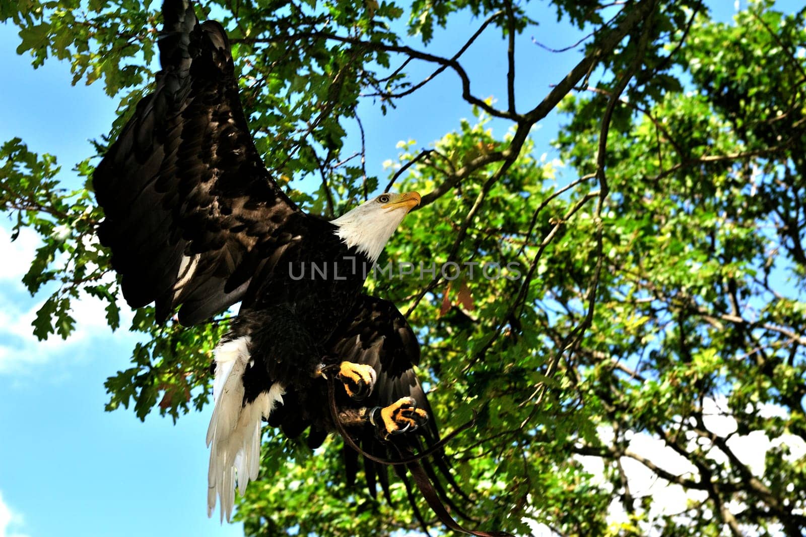 Bald Eagle