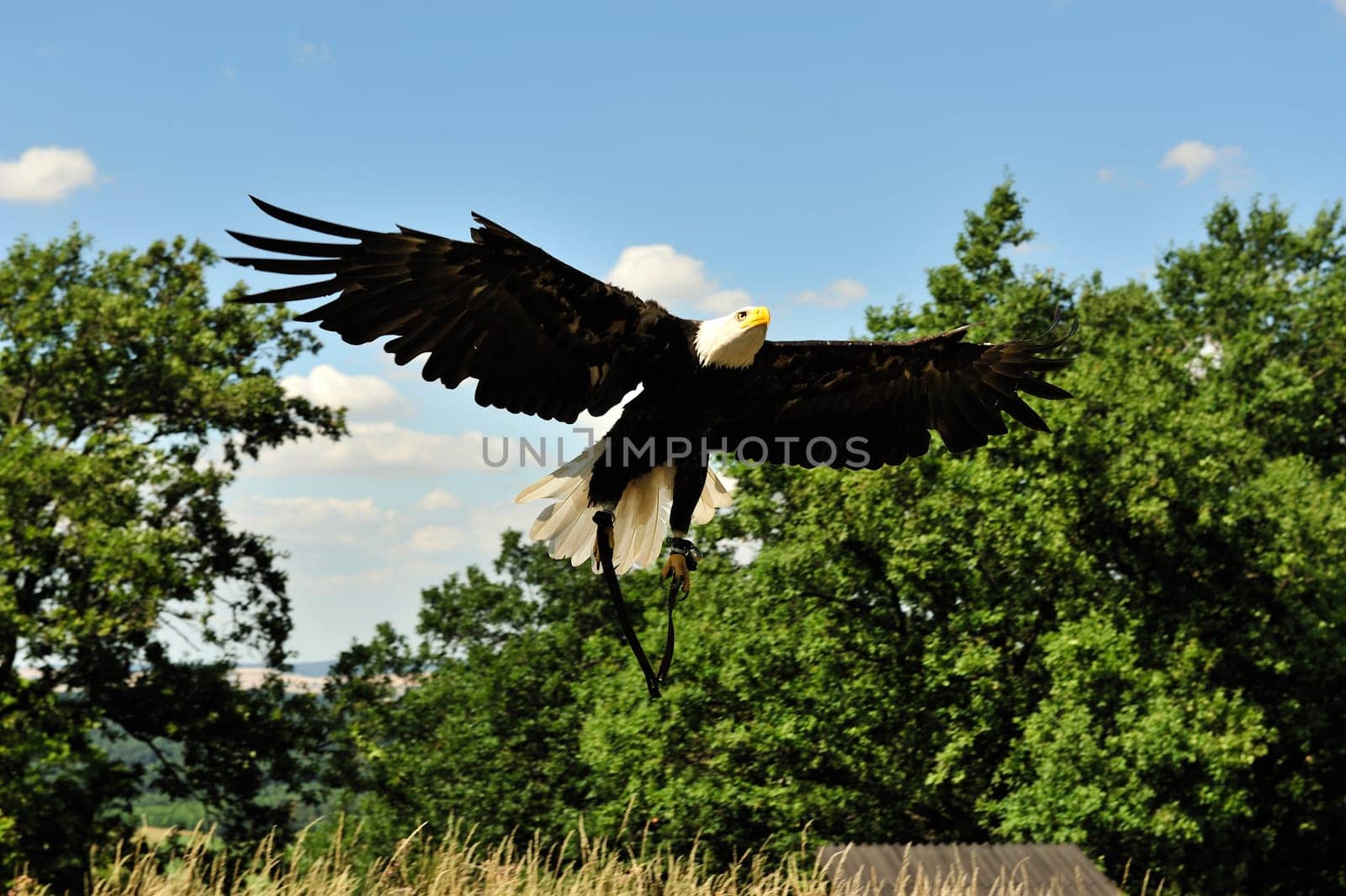 Bald Eagle