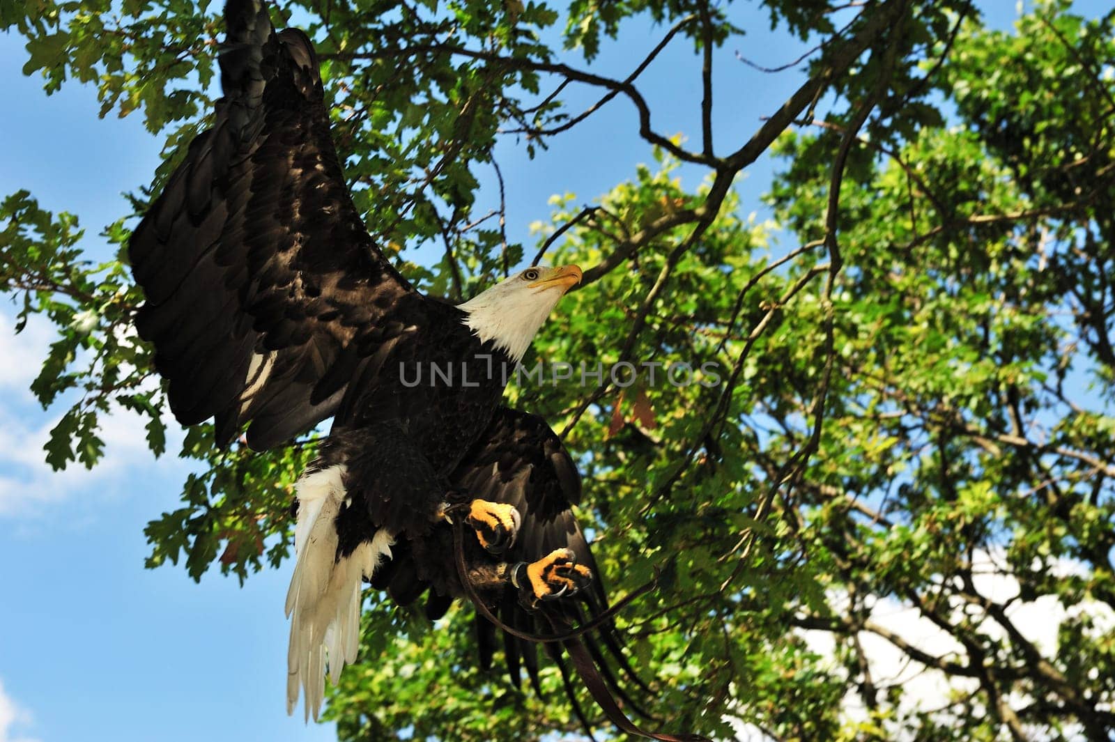 Bald Eagle