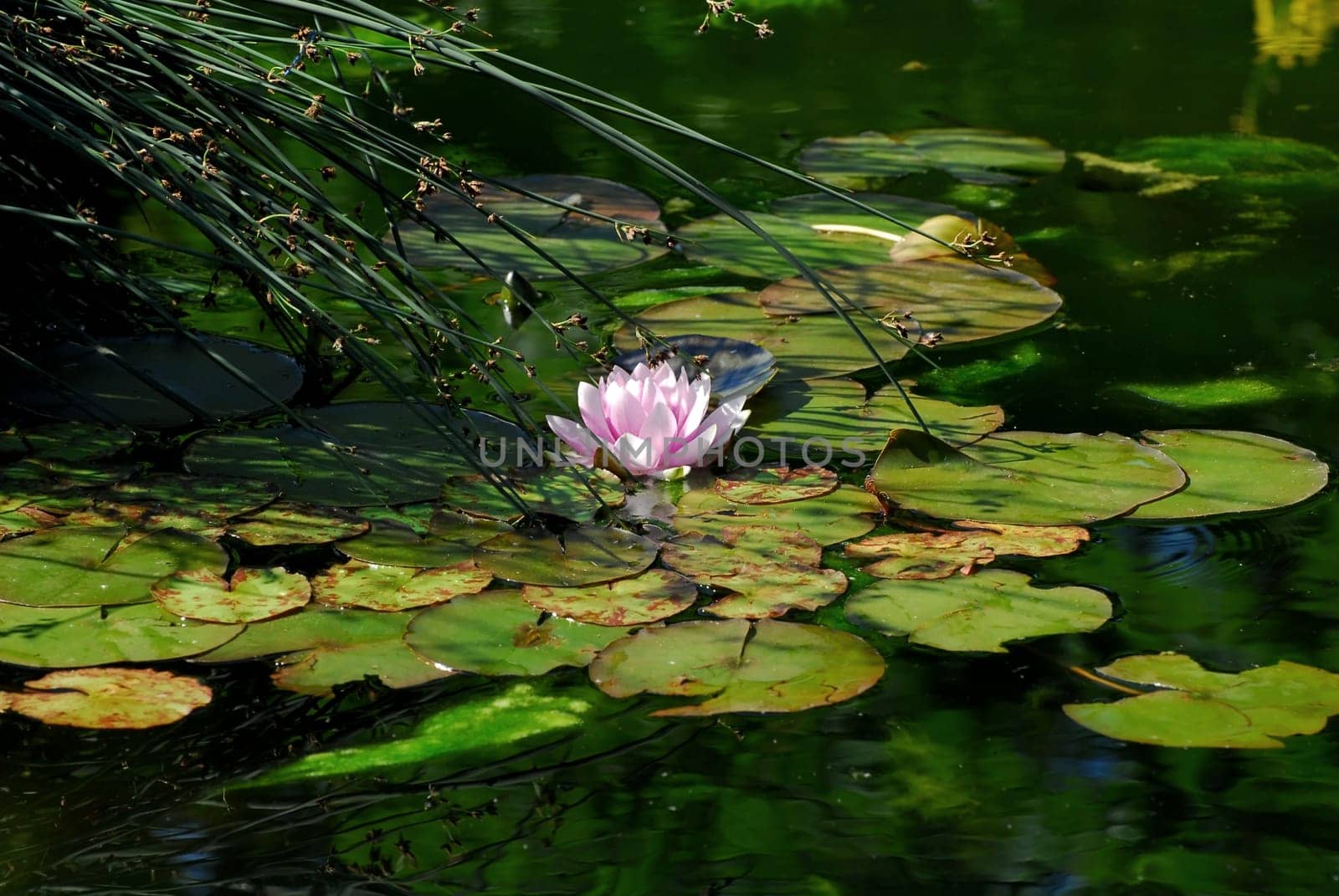 The Water Lily